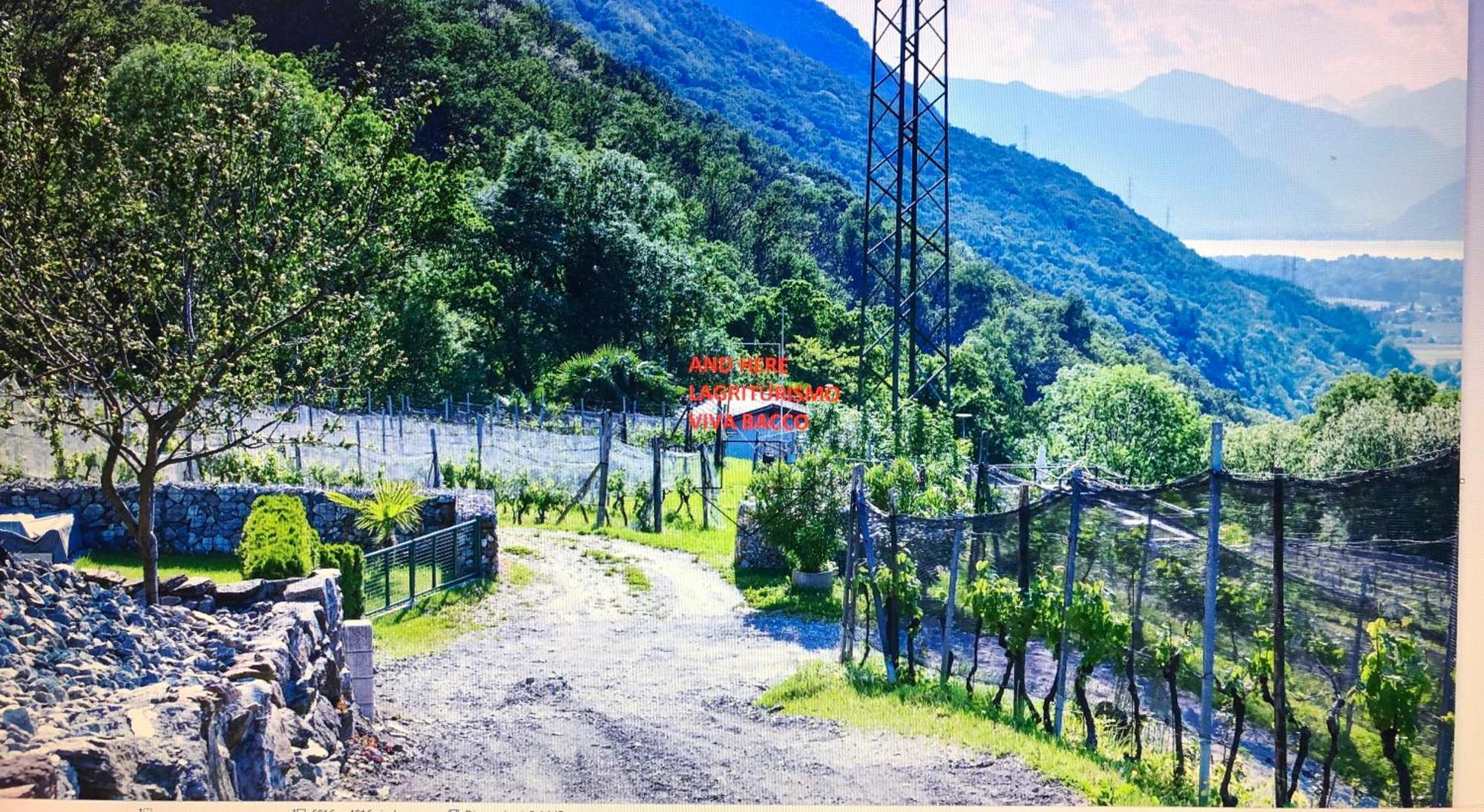 Viva Bacco Bed & Breakfast Gambarogno Exterior foto
