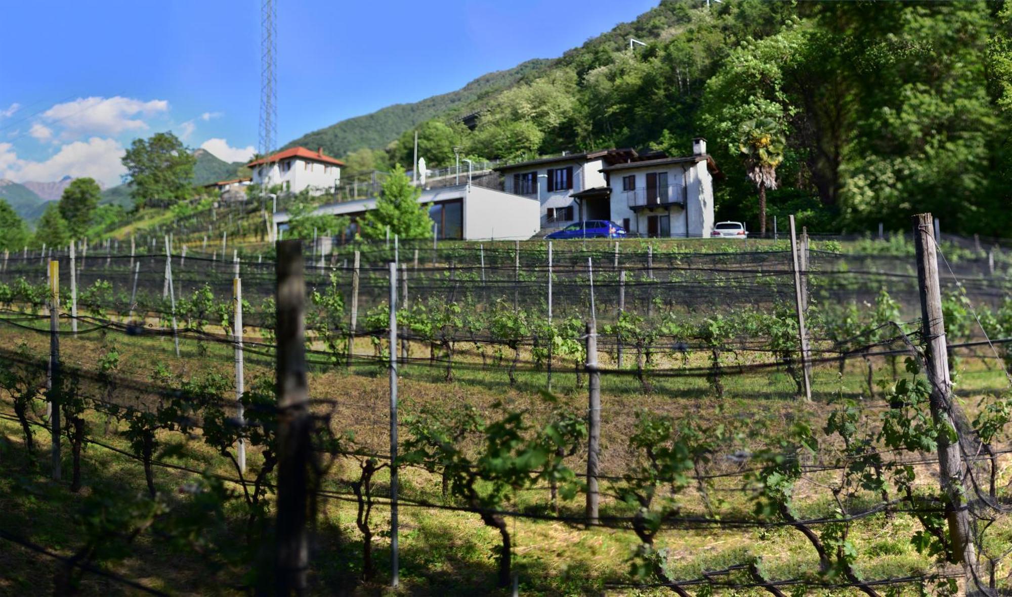 Viva Bacco Bed & Breakfast Gambarogno Exterior foto