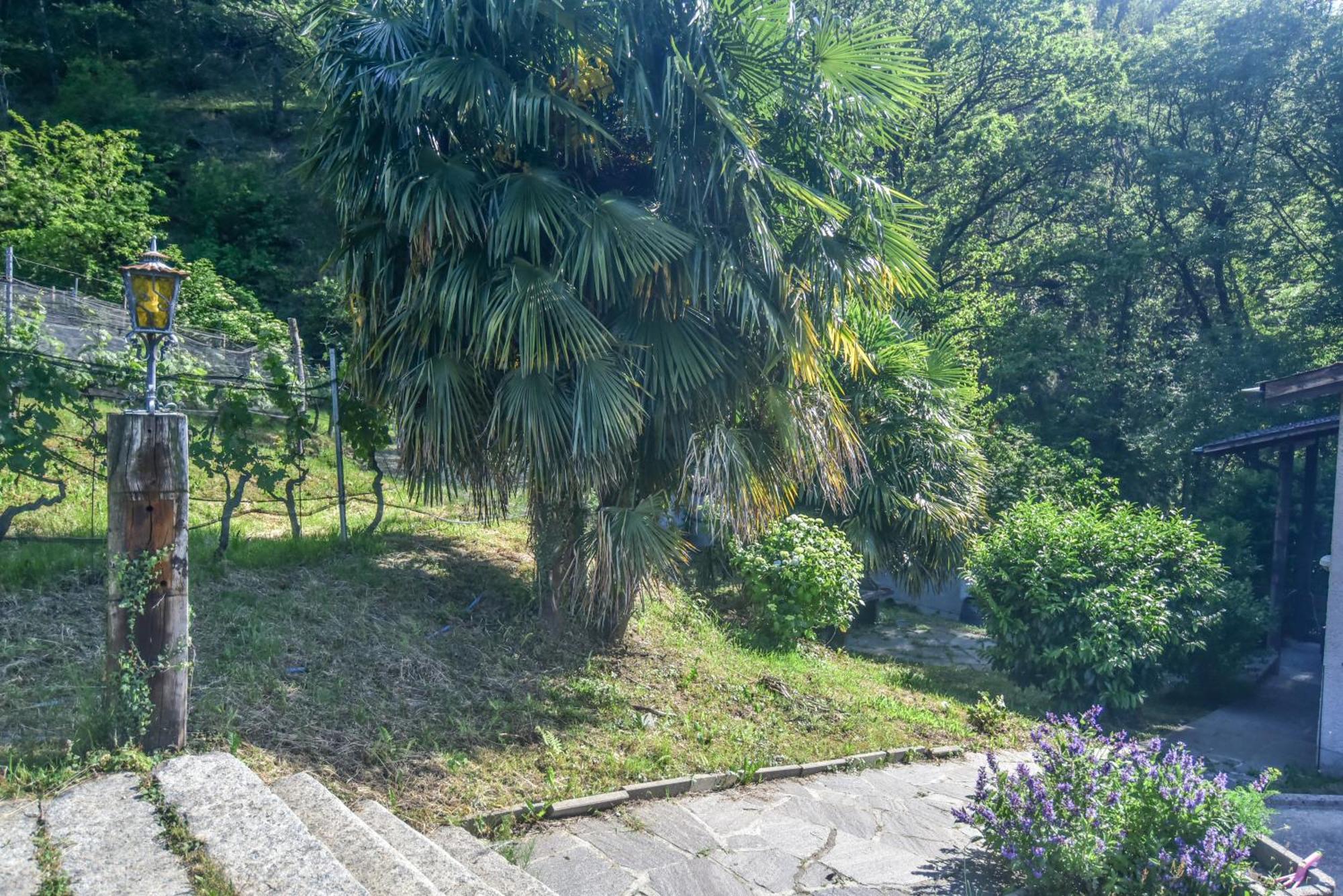 Viva Bacco Bed & Breakfast Gambarogno Exterior foto