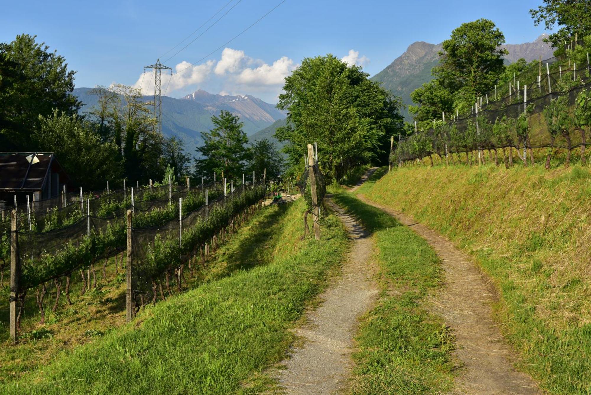 Viva Bacco Bed & Breakfast Gambarogno Exterior foto